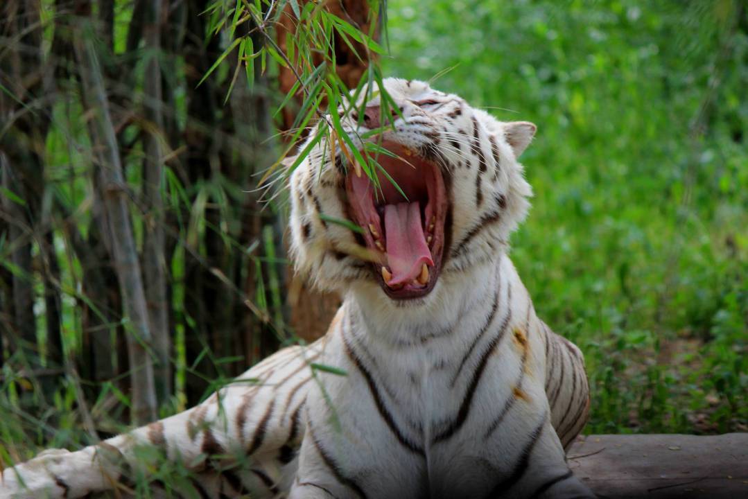 Bannerghatta Biological Park